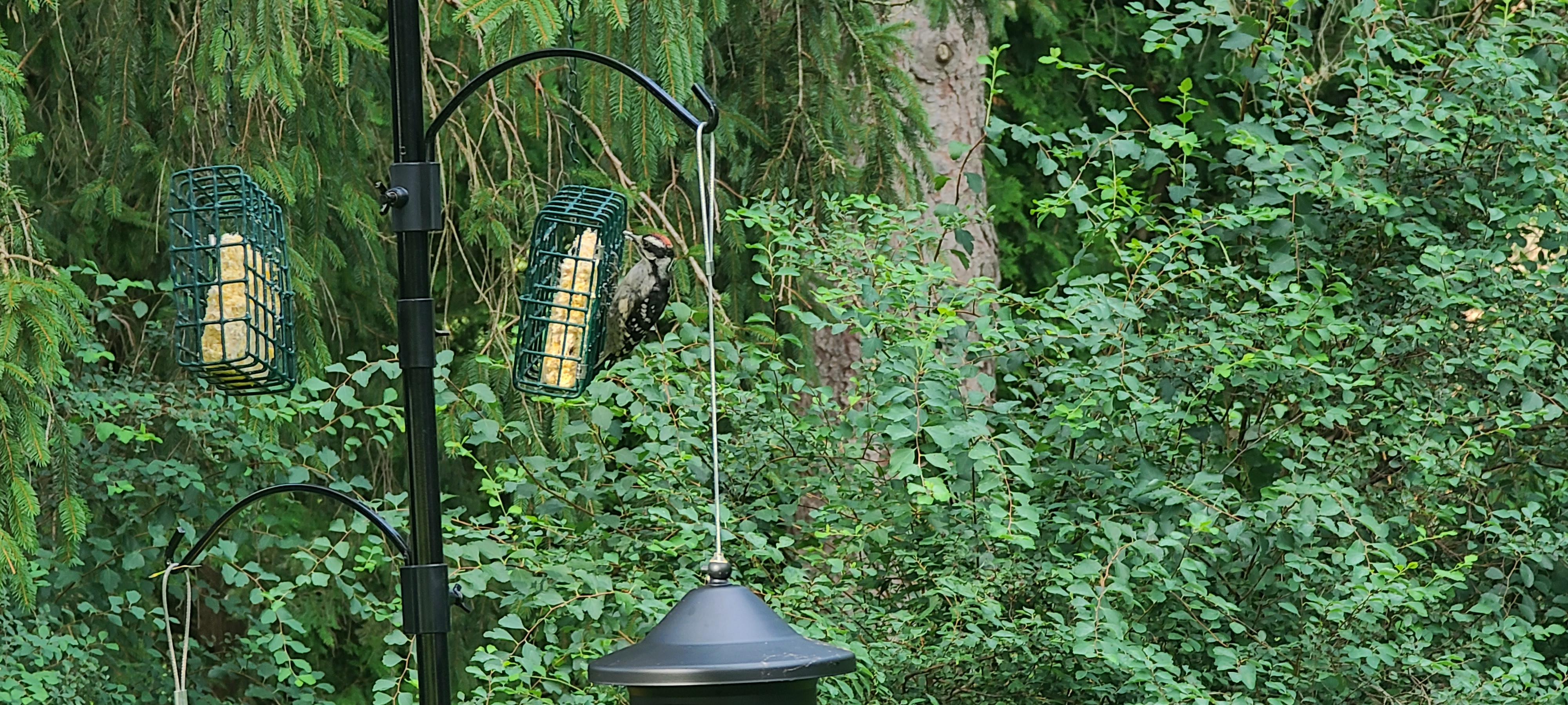 Male Hairy Woodpecker