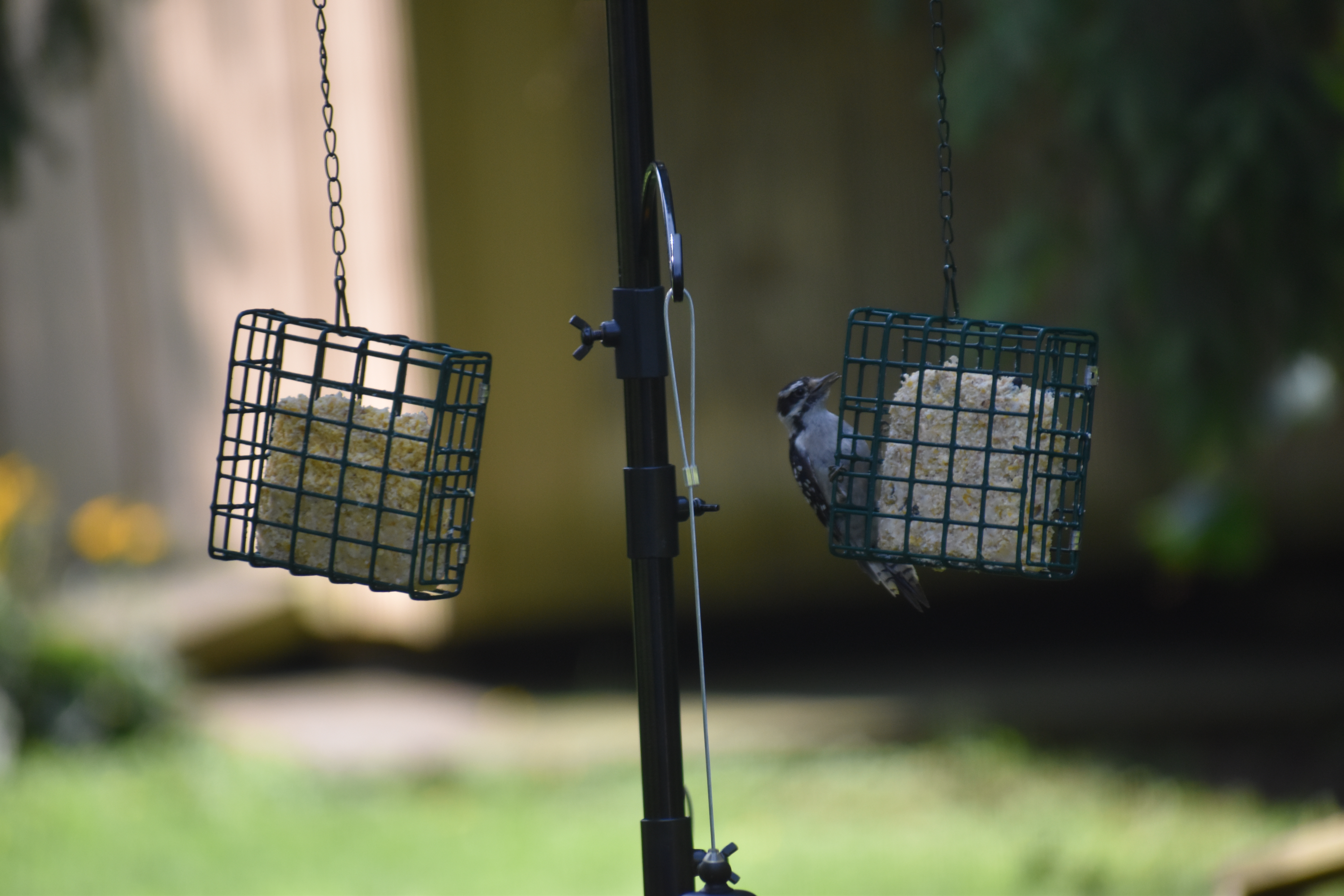 Male Hairy Woodpecker