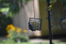 Male Hairy Woodpecker